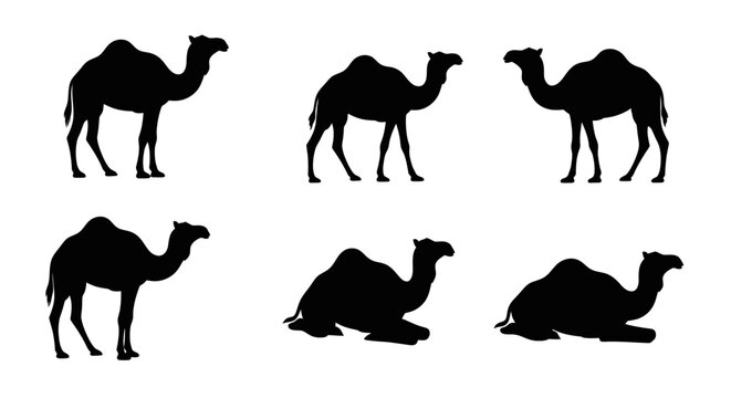 Camel Silhouettes Collection: Standing and Resting Dromedary Camel Poses