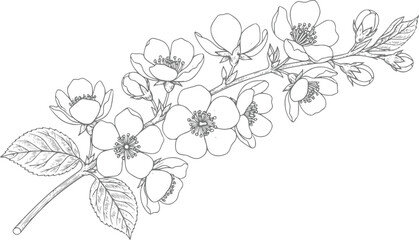 Fototapeta premium Delicate line of a blooming cherry blossom branch with leaves