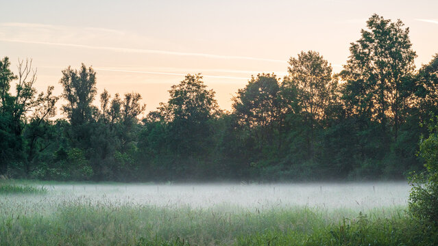 Misty Sunrise Over the Harchies Wetlands