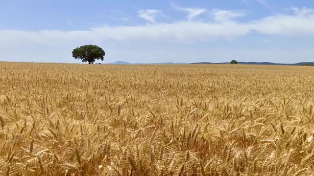 Campo de trigo relajante y dorado con dia de cielo azul
