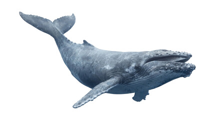 Humpback Whale Swimming Underwater Detailed Texture On Transparent Background © Photo Find