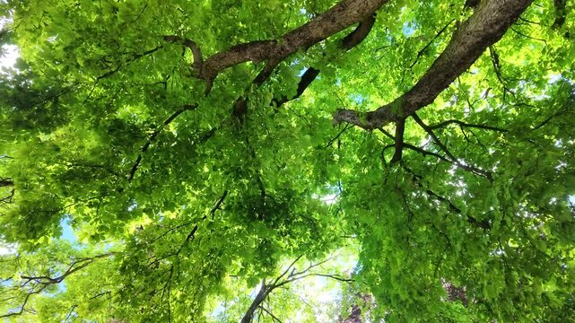 Low Angle View of Lush Green Tree Canopy and Sunlight in Summer