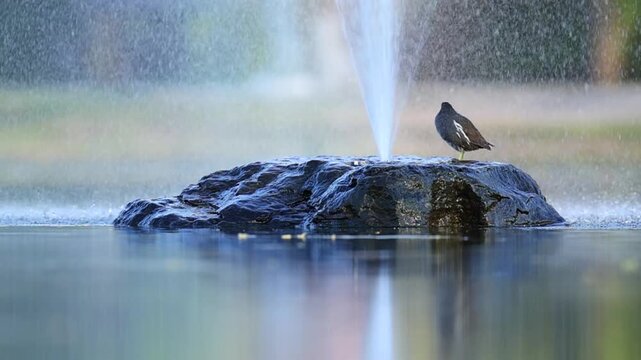 Common Moorhen relaxing on a spring Park fountain