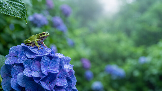 Small green tree frog sitting on blue hydrangea flower in rainy garden with bokeh background