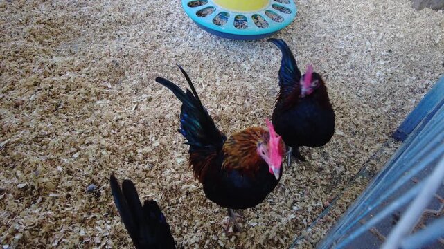 Two chickens move around a backyard coop, pecking at food and exploring their surroundings in a suburban area during daytime hours with sunlight and clear skies.