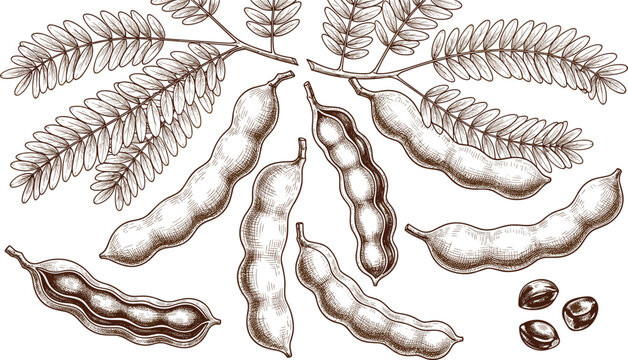 Hand Drawn Tamarind Branch Illustration with Botanical Pods Seeds and Vintage Tropical Plant Elements for Nature, Herbal, and Agricultural Design Projects