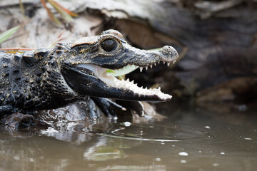 Fototapeta premium Close-up of a caiman with its mouth open in murky water revealing sharp teeth alligator wildlife