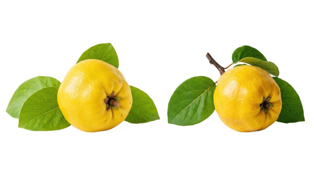 Two ripe yellow quince fruits with green leaves on branches isolated on transparent background.