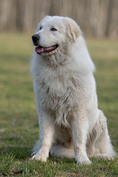 The picture shows a large white herding dog, likely a Great Pyrenees or Maremma Sheepdog