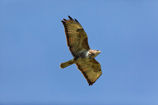 M&auml;usebussard, Common buzzard,