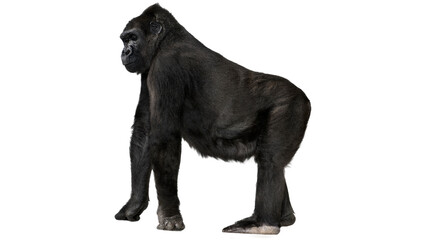 gorilla, gorilla png, monkey, zoo, animal, isolated,  © Muhammad