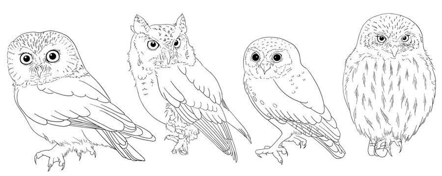 Vector outline of different small owl species (northern saw whet, western screech, elf, ferruginous pygmy)
