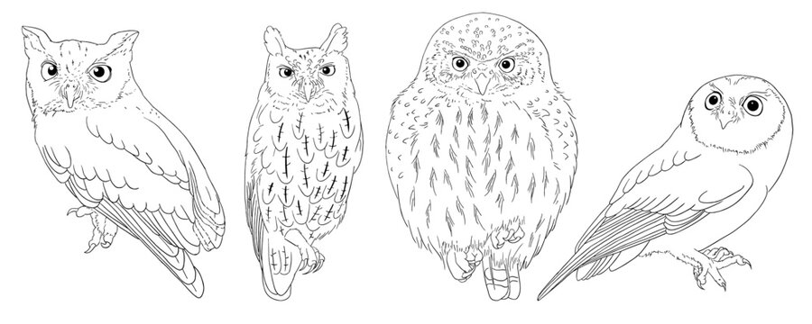 Vector outline of different small owl species (Eastern screech, whiskered, northern pygmy, flammulated)