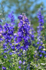 Obraz premium Beautiful purple and blue larkspur flowers blossom on tall spikes in a lush green garden field during a sunny summer day - Consolida ajacis