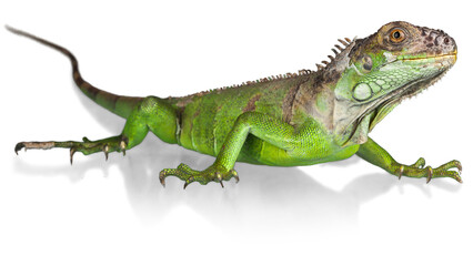 lizard, reptile, chameleon, dragon, iguana png, iguana, green, basilisk © Muhammad