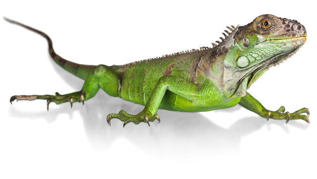 lizard, reptile, chameleon, dragon, iguana png, iguana, green, basilisk