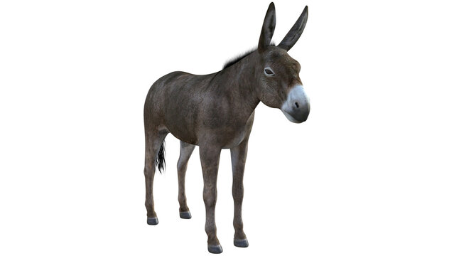 donkey png, donkey, pony, mule, male, Asinus
