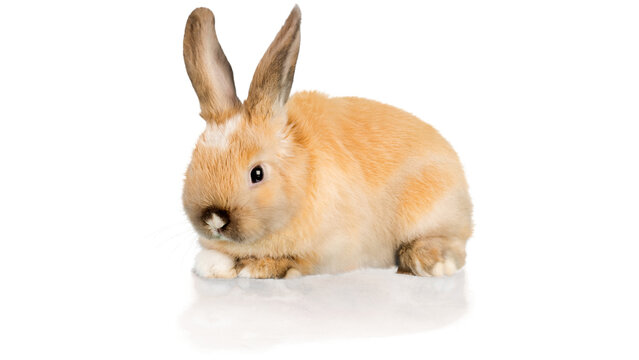 rabbit, bunny, rabit png