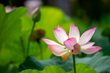 Fototapeta premium Lotus pond. Water lily close up. Sacred lotus flower in Buddhism. Calmness and tranquility. Spa treatments, yoga, meditation. Tropical nature.