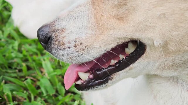 Growing puppies have strong teeth.