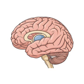 Human brain anatomy with highlighted cerebral cortex.