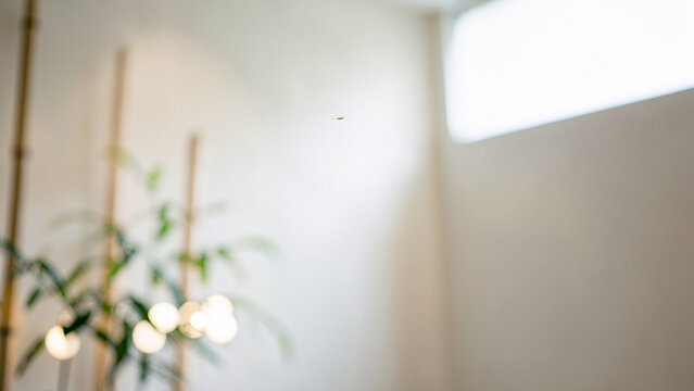 Shallow depth of field view of modern interior featuring tall bamboo plant and bright window light
