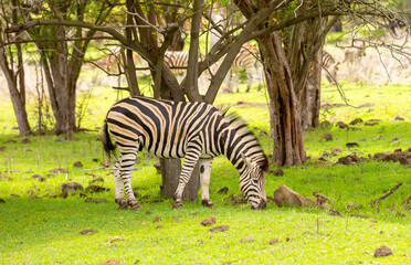 Obraz premium Zebras walking in a green meadow and eating grass. African zebras in the savannah. Wild animals in their natural habitat.