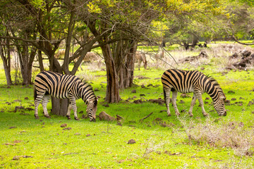 Obraz premium Zebras walking in a green meadow and eating grass. African zebras in the savannah. Wild animals in their natural habitat.