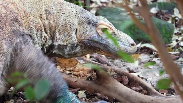 Komodo dragon lizard walking on ground close up