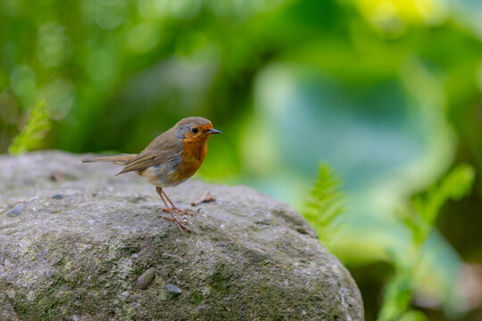 The European robin (Roodborst) known as the robin redbreast in the British Isles, Is a small insectivorous passerine bird in its natural habitat, Erithacus rubecula walking on the ground in the spring