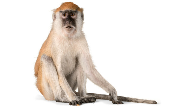 monkey png, monkey, wildlife, moneky isolated, zoo, jungle, safari, park