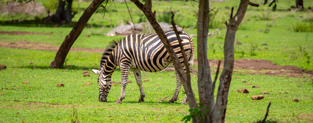 Obraz premium Zebras walking in a green meadow and eating grass. African zebras in the savannah. Wild animals in their natural habitat.