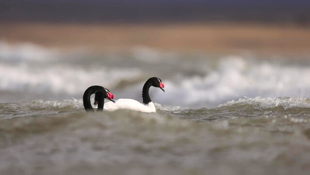 Wild Swans