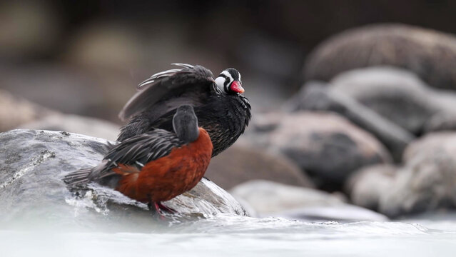Torrent Duck (Merganetta armata) Mating Pair on Rocky River in Patagonia, Chile - Male Mounting Female