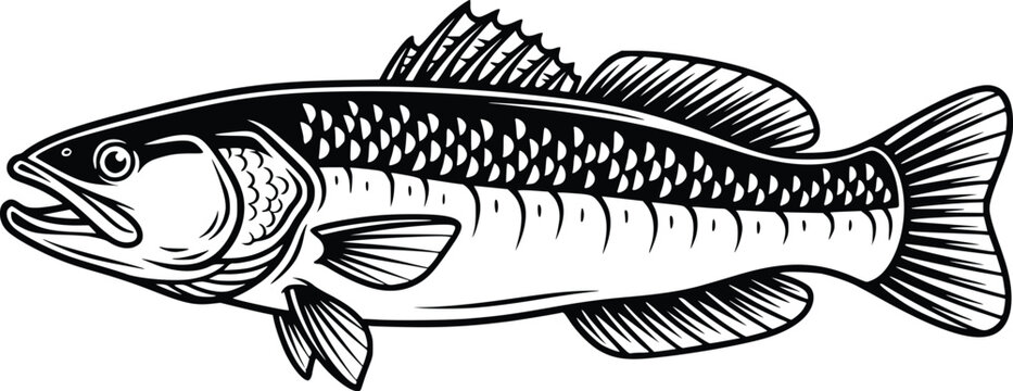 Hand Drawn Snakehead Fish Vector Illustration Vintage Black and White Fishing Artwork