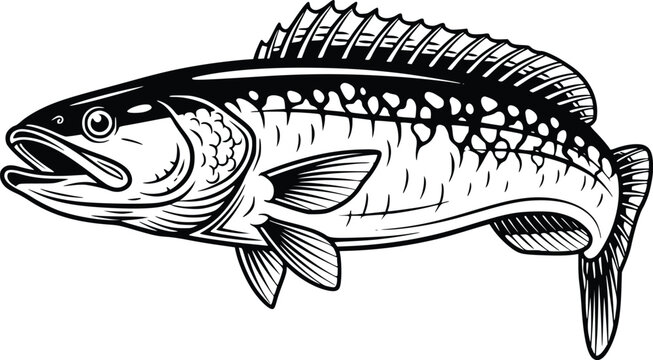 Hand Drawn Snakehead Fish Vector Illustration Black and White Vintage Fishing Design