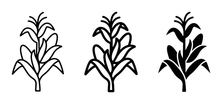 Corn Stalk Icons: Outline and Silhouette Vector Graphics, Agricultural Plant Symbols for Harvest and Farming Themes