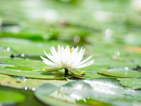 水辺の花」の写真素材 | 28,153件の無料イラスト画像 | Adobe Stock