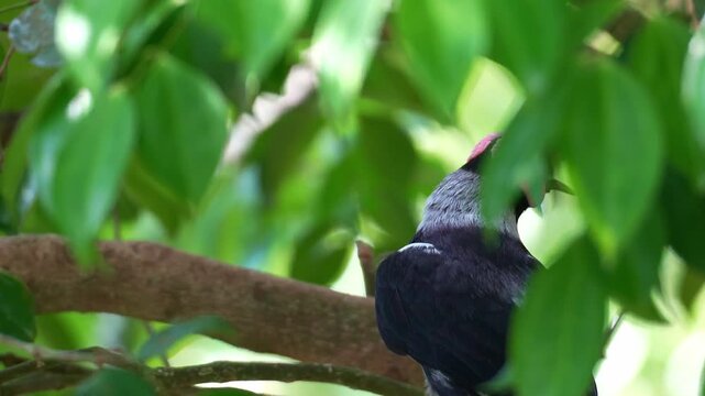 A Coleto (Sarcops calvus) perches on a tree branch, spreads its wings and flies away, close up shot.