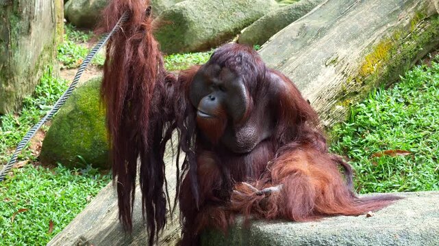 A flanged male orangutan sits on the ground in a relaxed position, catches a piece of food and eating it, close up shot.