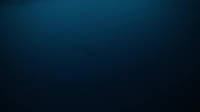 Dark Arctic underwater beneath calm Norway fjord surface ripples, diver watches pilot whale