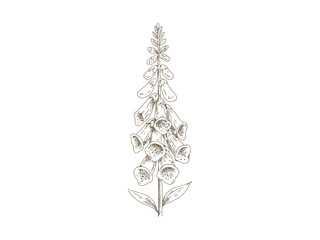 Vintage Foxglove, Hand Drawn Engraving Style Botanical Illustration © yoko