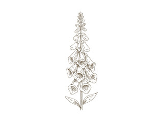 Vintage Foxglove, Hand Drawn Engraving Style Botanical Illustration © yoko
