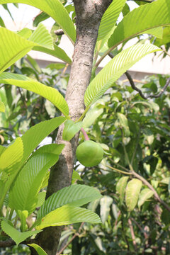 Dillenia indica commonly known as Elephant apple fruit plant