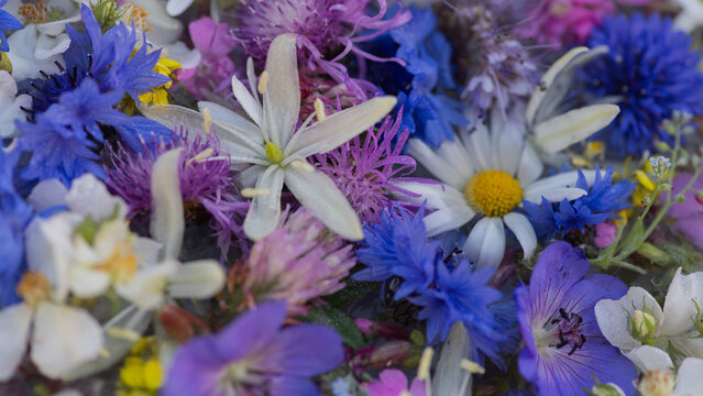 blue and purple abstract floral background with summer meadow wildflowers