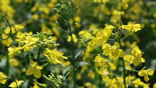 close-up of a rapeseed flower. rape field in spring and natural sounds of nature. A beautiful country landscape, a yellow field, a flowering rapeseed field on a sunny day.