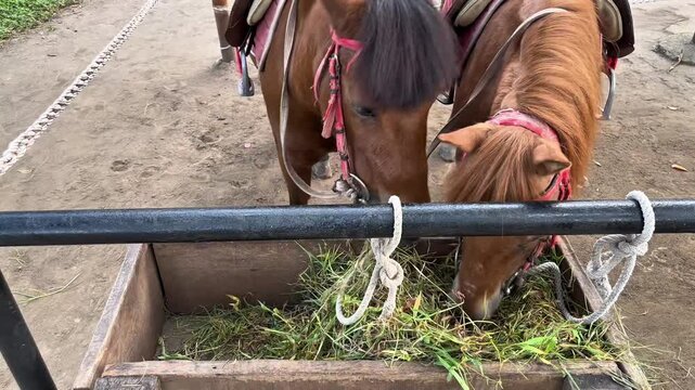 Two pony horses eating fresh grass on a wooden box