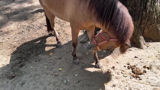 Brown pony horse during the day in a zoo and wild conservatory
