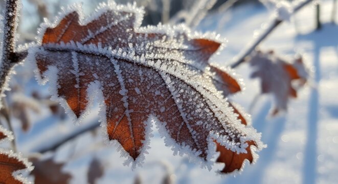 Oak leaf covered in delicate frost crystals in winter sunlight