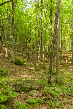Bosco di faggi a maggio in montagna